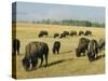 Bison Grazing in Yellowstone National Park, Wyoming, USA-Roy Rainford-Stretched Canvas