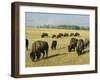 Bison Grazing in Yellowstone National Park, Wyoming, USA-Roy Rainford-Framed Photographic Print