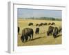 Bison Grazing in Yellowstone National Park, Wyoming, USA-Roy Rainford-Framed Photographic Print