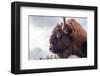 Bison Head With Cloudy Sky-null-Framed Art Print