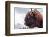 Bison Head With Cloudy Sky-null-Framed Art Print