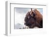 Bison Head With Cloudy Sky-null-Framed Art Print