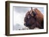 Bison Head With Cloudy Sky-null-Framed Art Print