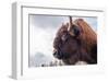 Bison Head With Cloudy Sky-null-Framed Art Print