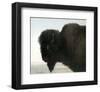 Bison Head-Albert Bierstadt-Framed Premium Giclee Print