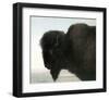 Bison Head-Albert Bierstadt-Framed Premium Giclee Print