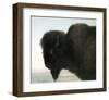 Bison Head-Albert Bierstadt-Framed Premium Giclee Print