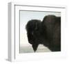 Bison Head-Albert Bierstadt-Framed Premium Giclee Print