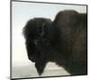 Bison Head-Albert Bierstadt-Mounted Premium Giclee Print