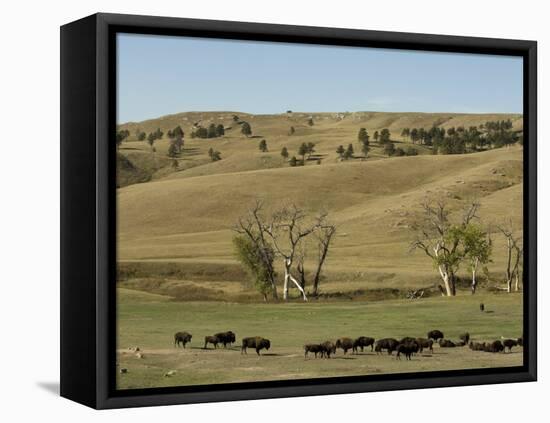 Bison Herd, Custer State Park, Black Hills, South Dakota, United States of America, North America-Pitamitz Sergio-Framed Stretched Canvas