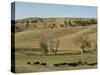 Bison Herd, Custer State Park, Black Hills, South Dakota, United States of America, North America-Pitamitz Sergio-Stretched Canvas