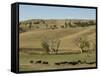 Bison Herd, Custer State Park, Black Hills, South Dakota, United States of America, North America-Pitamitz Sergio-Framed Stretched Canvas