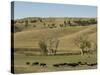 Bison Herd, Custer State Park, Black Hills, South Dakota, United States of America, North America-Pitamitz Sergio-Stretched Canvas