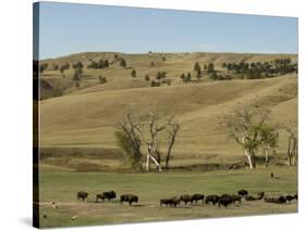 Bison Herd, Custer State Park, Black Hills, South Dakota, United States of America, North America-Pitamitz Sergio-Stretched Canvas