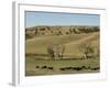 Bison Herd, Custer State Park, Black Hills, South Dakota, United States of America, North America-Pitamitz Sergio-Framed Photographic Print
