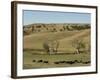 Bison Herd, Custer State Park, Black Hills, South Dakota, United States of America, North America-Pitamitz Sergio-Framed Photographic Print