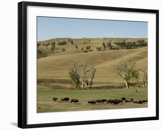 Bison Herd, Custer State Park, Black Hills, South Dakota, United States of America, North America-Pitamitz Sergio-Framed Photographic Print