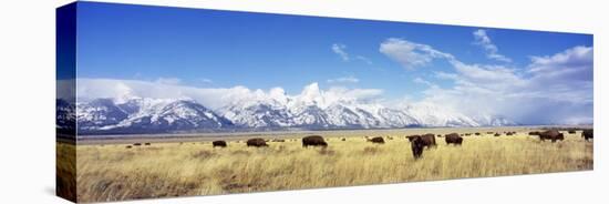 Bison Herd, Grand Teton National Park, Wyoming, USA-null-Stretched Canvas