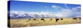 Bison Herd, Grand Teton National Park, Wyoming, USA-null-Stretched Canvas