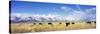 Bison Herd, Grand Teton National Park, Wyoming, USA-null-Stretched Canvas