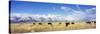 Bison Herd, Grand Teton National Park, Wyoming, USA-null-Stretched Canvas