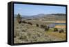 Bison Herd Grazing with Yellowstone River in Background-null-Framed Stretched Canvas