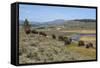 Bison Herd Grazing with Yellowstone River in Background-null-Framed Stretched Canvas