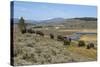 Bison Herd Grazing with Yellowstone River in Background-null-Stretched Canvas