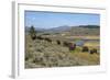 Bison Herd Grazing with Yellowstone River in Background-null-Framed Photographic Print