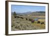 Bison Herd Grazing with Yellowstone River in Background-null-Framed Photographic Print