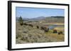 Bison Herd Grazing with Yellowstone River in Background-null-Framed Photographic Print