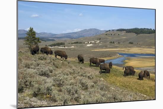 Bison Herd Grazing with Yellowstone River in Background-null-Mounted Photographic Print