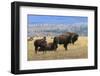 Bison Herd with Calf in Grand Teton National Park, Wyoming, United States of America, North America-Eleanor Scriven-Framed Photographic Print