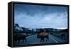 Bison Herd, Yellowstone National Park, Wyoming-Paul Souders-Framed Stretched Canvas