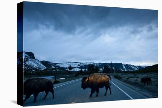 Bison Herd, Yellowstone National Park, Wyoming-Paul Souders-Stretched Canvas