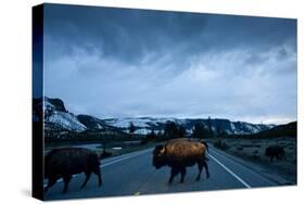 Bison Herd, Yellowstone National Park, Wyoming-Paul Souders-Stretched Canvas