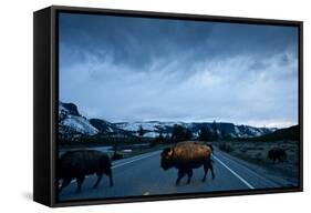 Bison Herd, Yellowstone National Park, Wyoming-Paul Souders-Framed Stretched Canvas