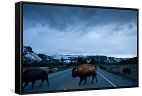 Bison Herd, Yellowstone National Park, Wyoming-Paul Souders-Framed Stretched Canvas