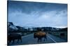 Bison Herd, Yellowstone National Park, Wyoming-Paul Souders-Stretched Canvas