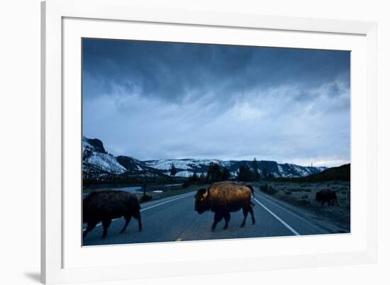 Bison Herd, Yellowstone National Park, Wyoming-Paul Souders-Framed Photographic Print