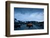 Bison Herd, Yellowstone National Park, Wyoming-Paul Souders-Framed Photographic Print