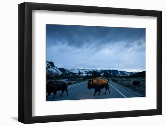 Bison Herd, Yellowstone National Park, Wyoming-Paul Souders-Framed Photographic Print