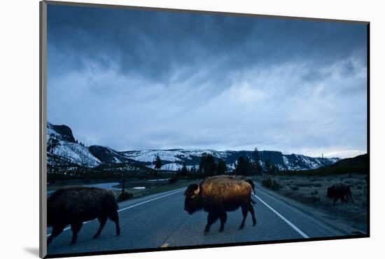 Bison Herd, Yellowstone National Park, Wyoming-Paul Souders-Mounted Photographic Print