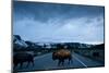 Bison Herd, Yellowstone National Park, Wyoming-Paul Souders-Mounted Photographic Print