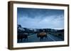 Bison Herd, Yellowstone National Park, Wyoming-Paul Souders-Framed Photographic Print