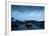 Bison Herd, Yellowstone National Park, Wyoming-Paul Souders-Framed Photographic Print