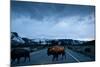 Bison Herd, Yellowstone National Park, Wyoming-Paul Souders-Mounted Photographic Print
