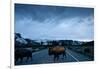 Bison Herd, Yellowstone National Park, Wyoming-Paul Souders-Framed Photographic Print