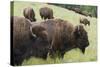 Bison Herd, Yellowstone National Park-Ken Archer-Stretched Canvas