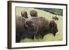 Bison Herd, Yellowstone National Park-Ken Archer-Framed Photographic Print